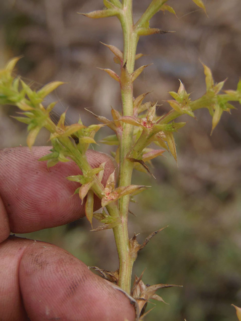 Opposite Leaved Saltwort, Salsola soda